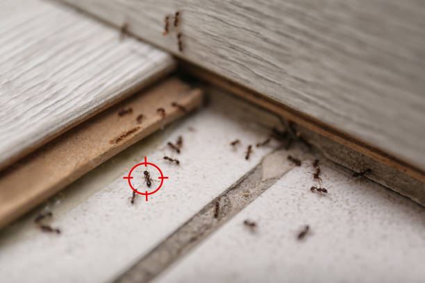 Best Insect Control  in Cohasset, MN
