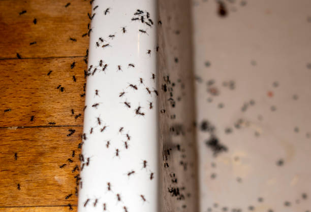 Insect Control in Cohasset, MN